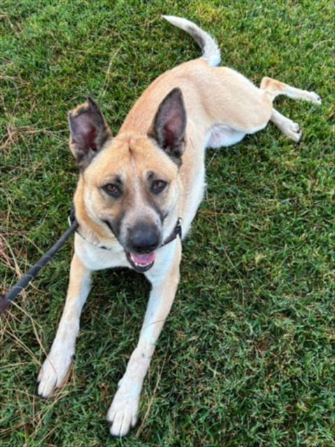 SHELBY, an adoptable German Shepherd Dog in Woodland, CA