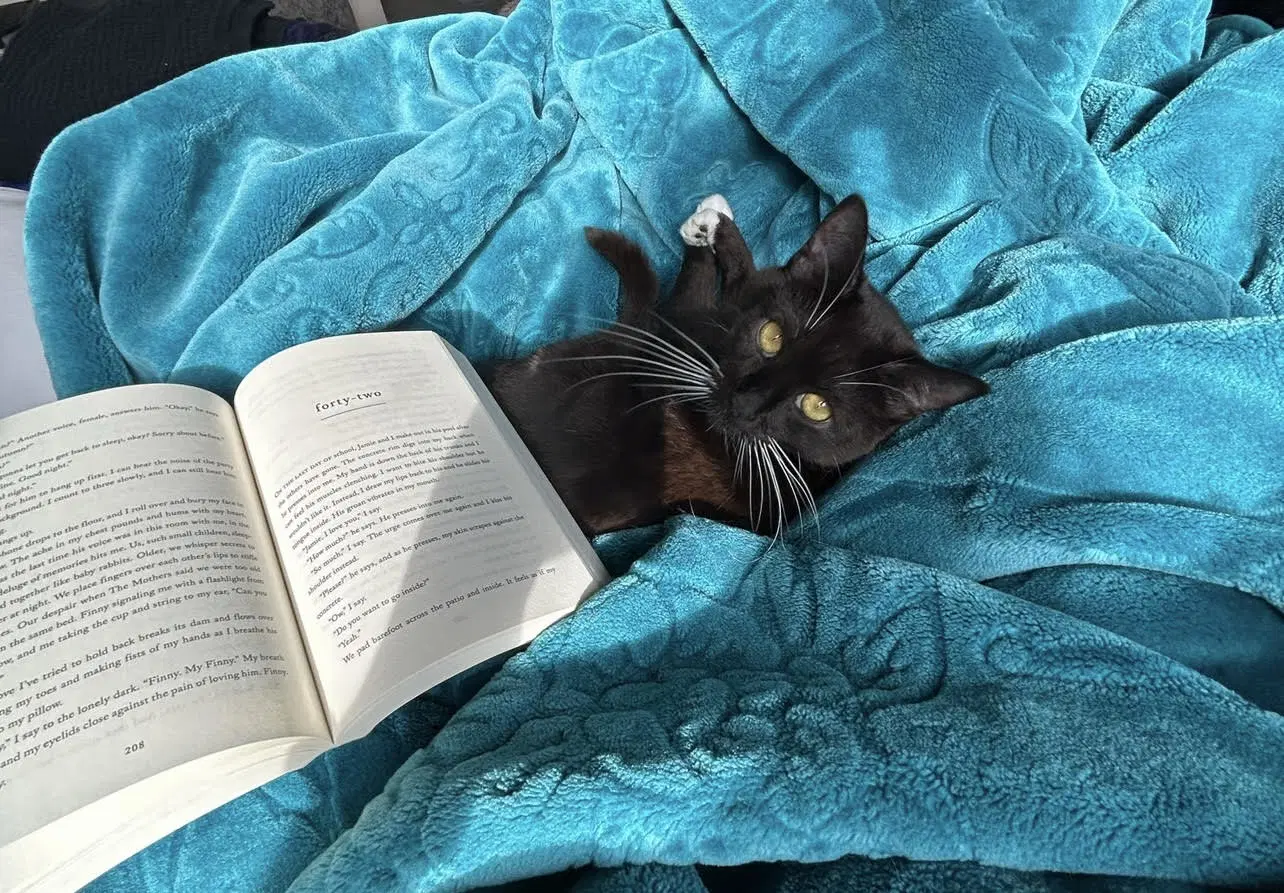 Indy - Domestic Short Hair