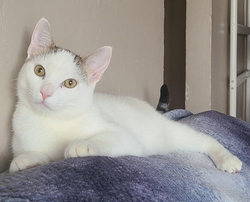 Tweety, Young Domestic Short Hair (short coat), cat for adoption in Citrus Heights, California
