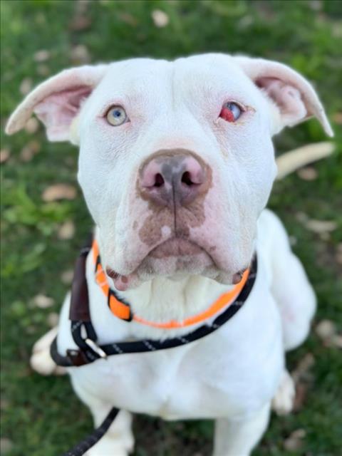 *SPIDER, an adoptable Pit Bull Terrier in Woodland, CA