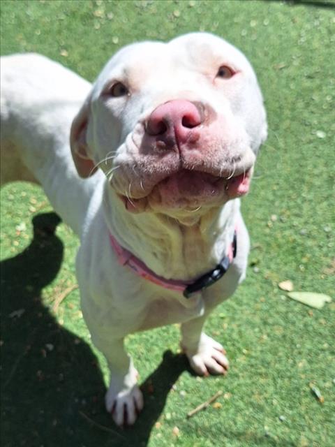 *BUG, an adoptable Pit Bull Terrier in Woodland, CA