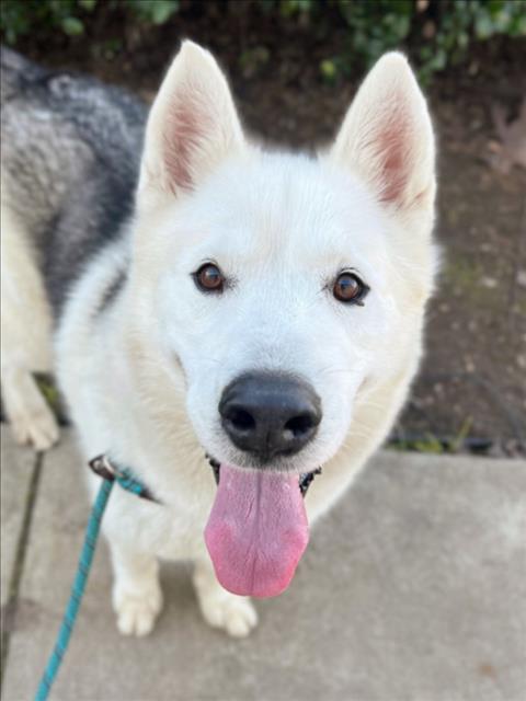 *ANDES, an adoptable Husky in Woodland, CA