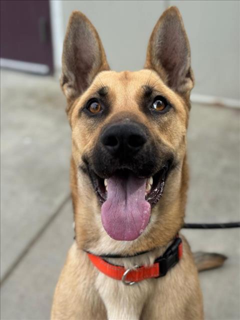 *EVEREST, an adoptable German Shepherd Dog in Woodland, CA