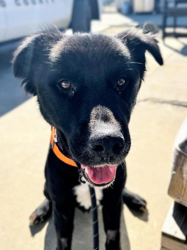 Border Collie