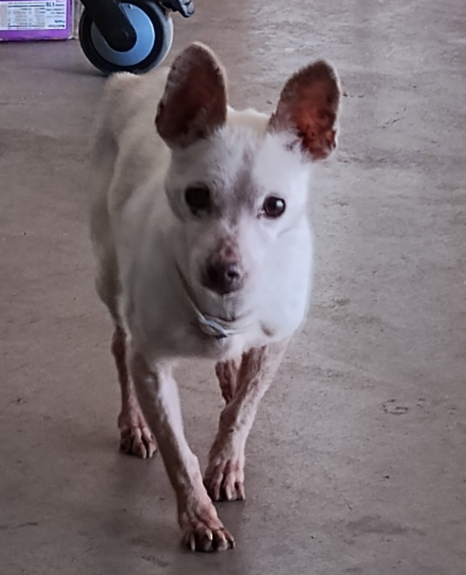 Chihuahua