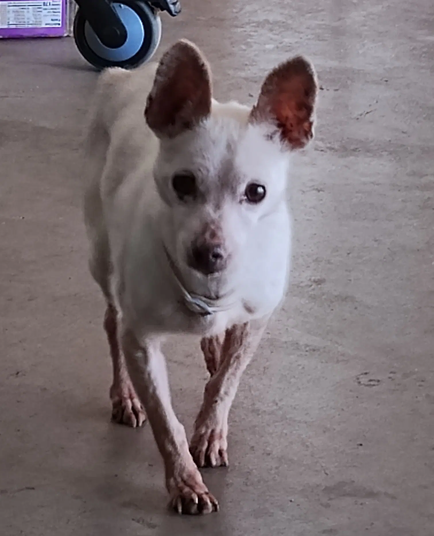 Candy - Chihuahua