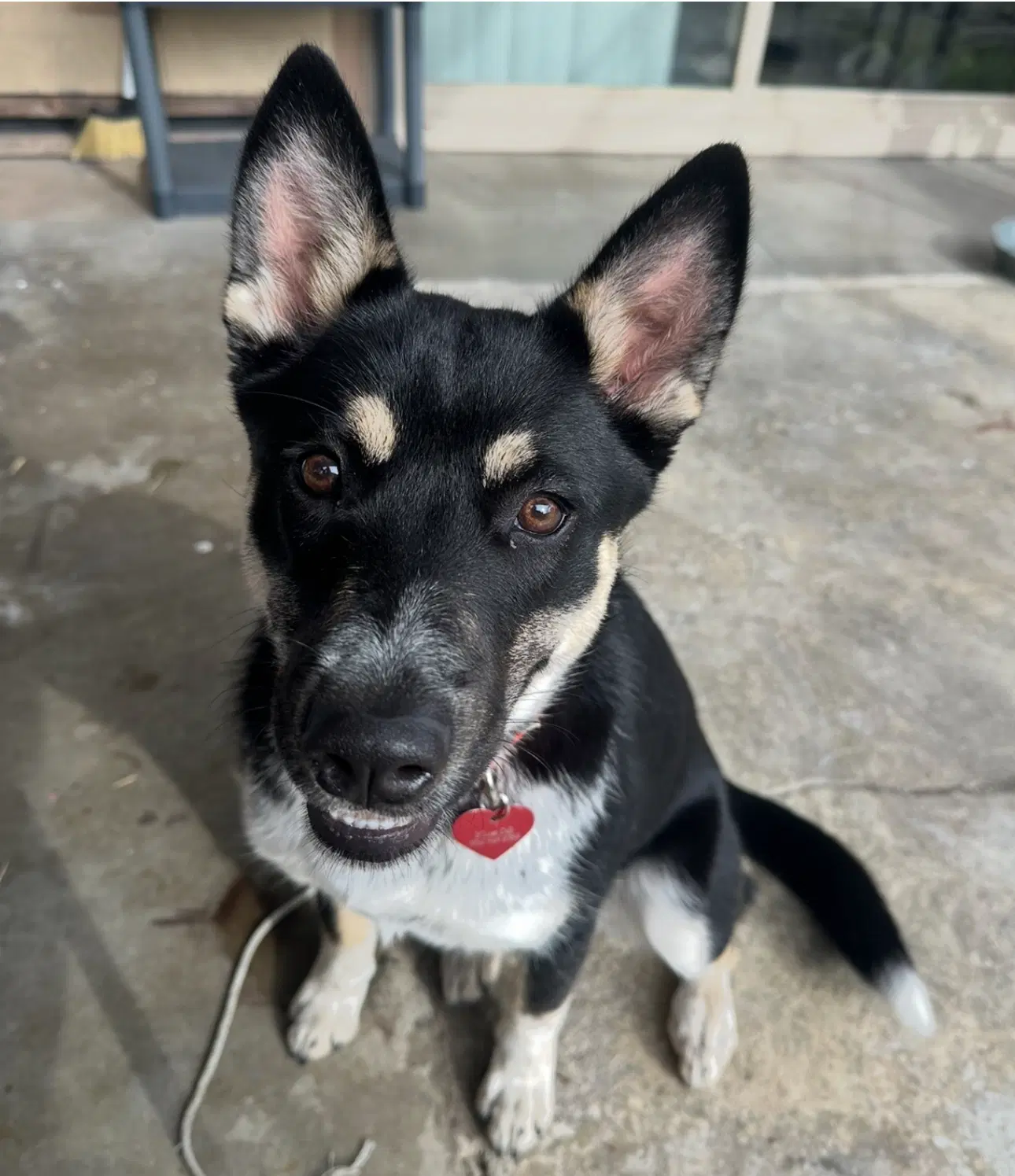 Layla - Husky
