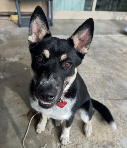 Layla, a dog for adoption from Yolo County Animal Services Shelter