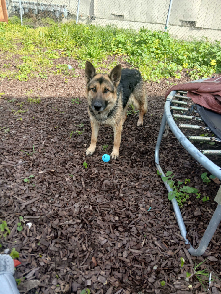 German Shepherd