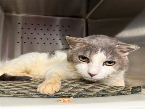 *BARNEY, an adoptable Domestic Short Hair in Woodland, CA