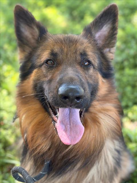*DANDEE, an adoptable German Shepherd Dog in Woodland, CA
