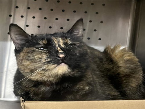 LULU, an adoptable Domestic Short Hair in Woodland, CA