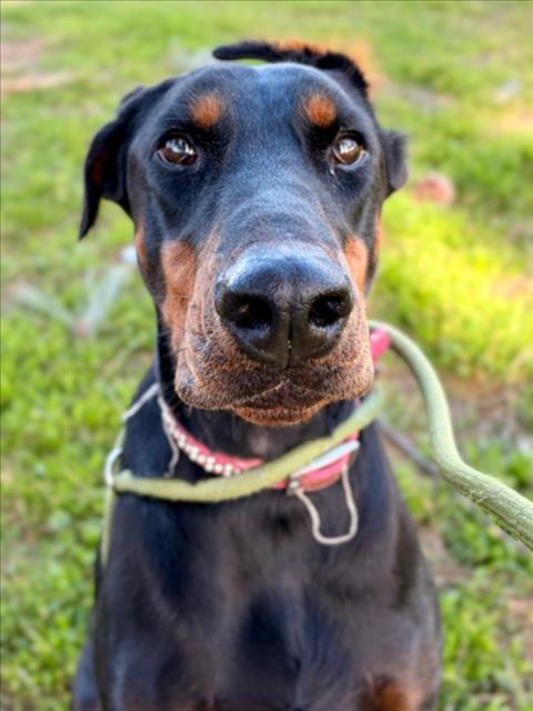 LUCY Image