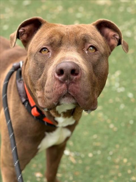 *CADBURY, an adoptable Pit Bull Terrier in Woodland, CA