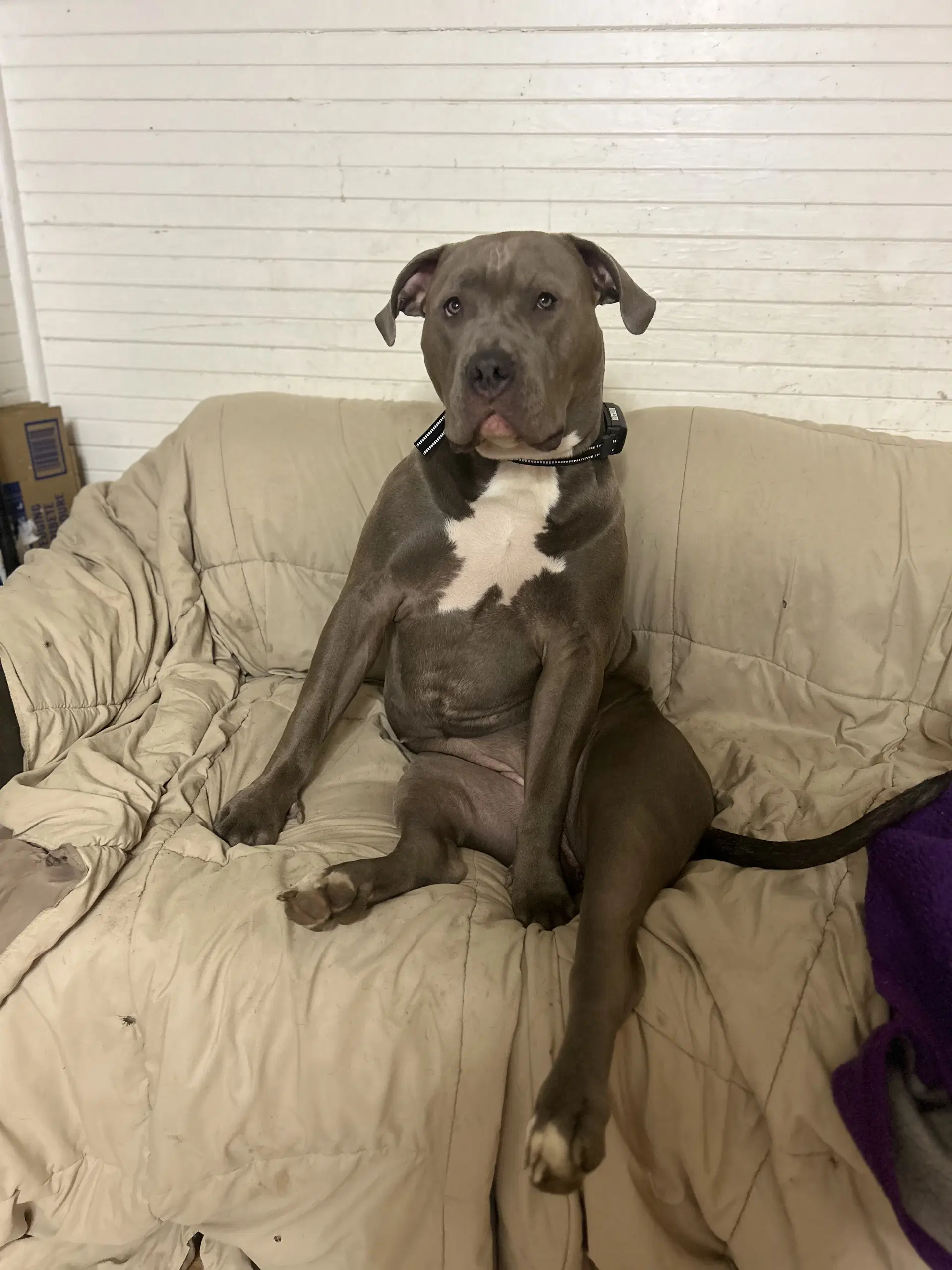 Storm - American Bully XL