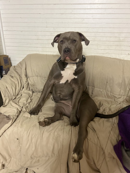 Storm, an adoptable American Pit Bull Terrier in Woodland, CA