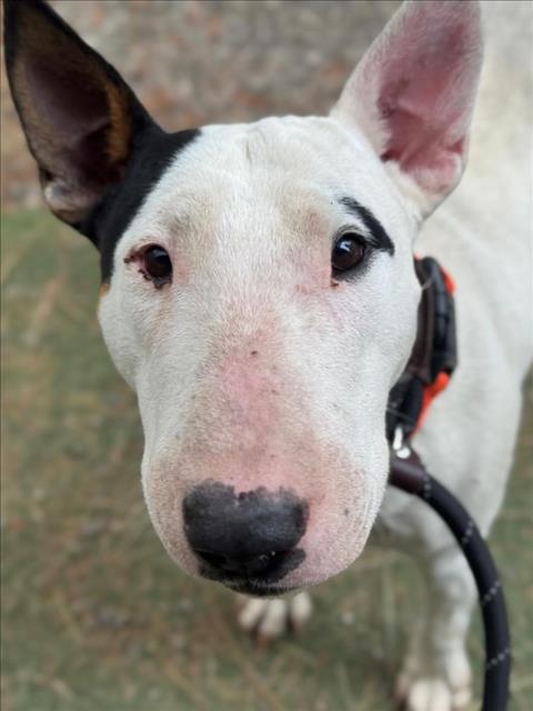*MATILDA, an adoptable Bull Terrier in Woodland, CA