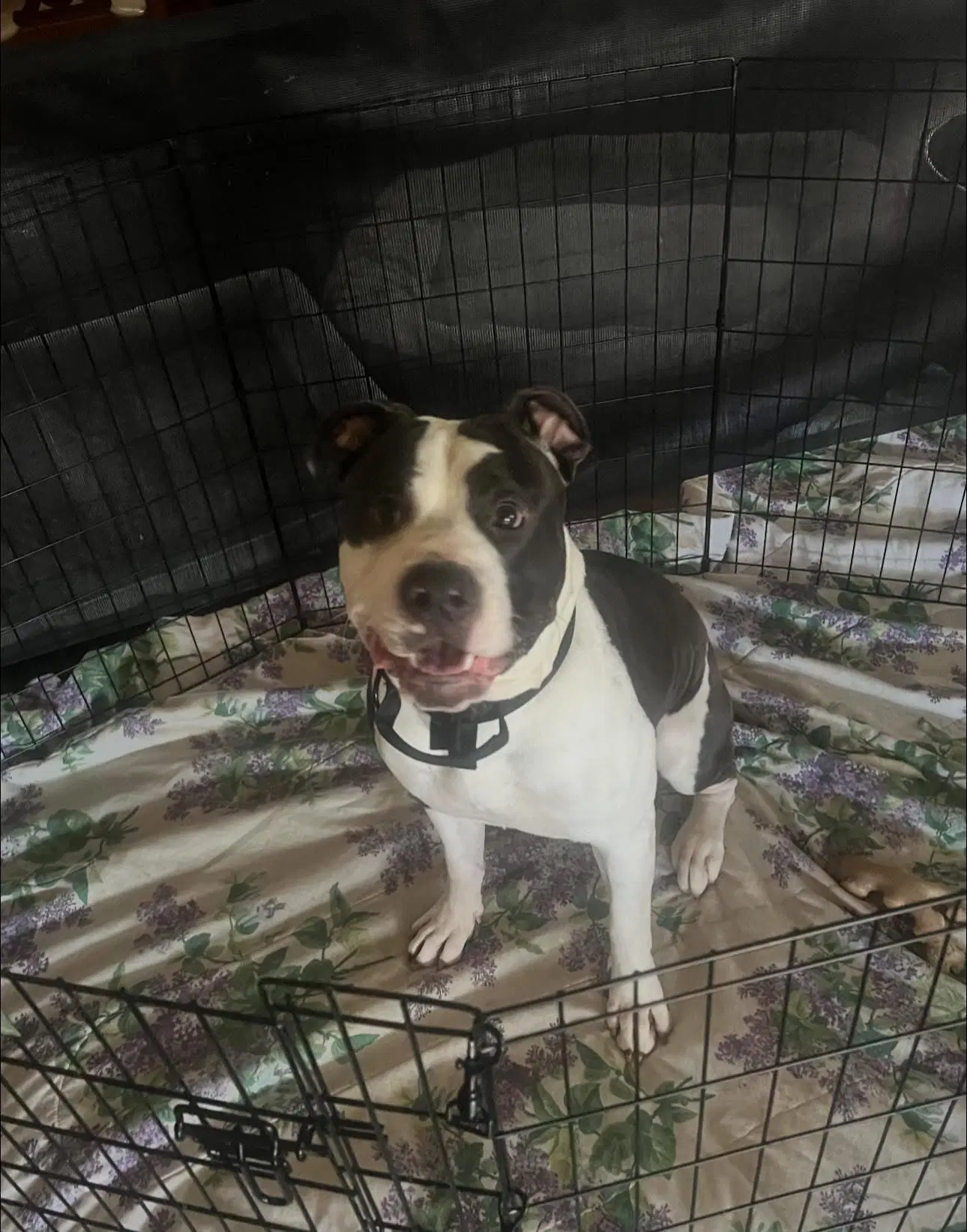 Maverick - American Pit Bull Terrier