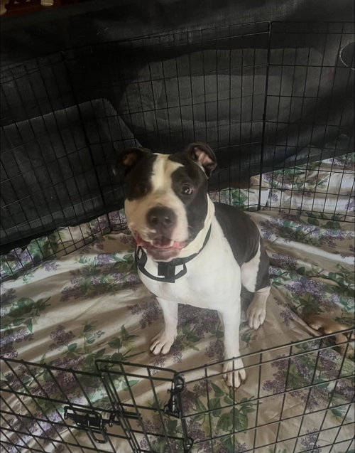 Maverick, an adoptable American Pit Bull Terrier in Woodland, CA