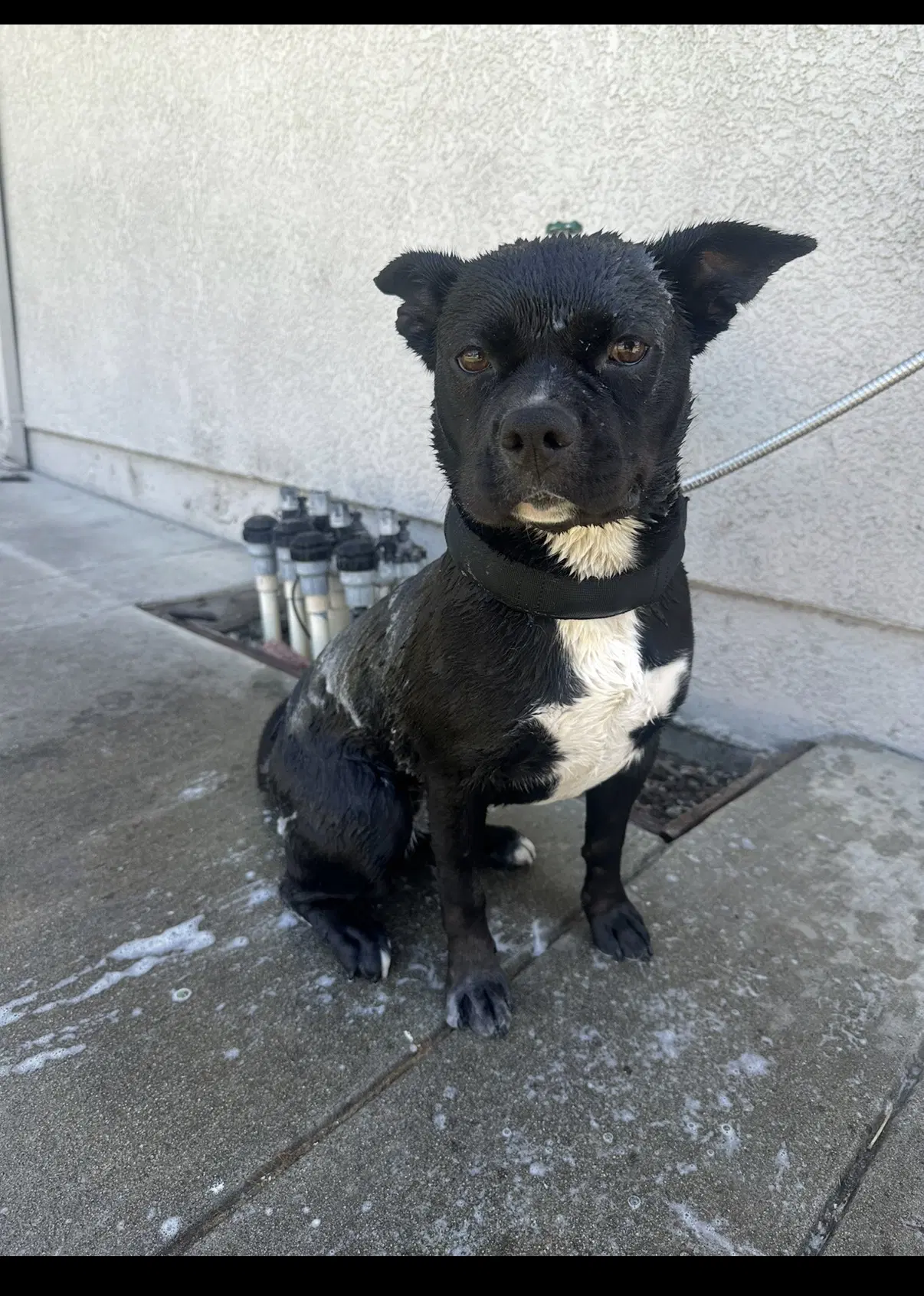 Kiki - American Pit Bull Terrier