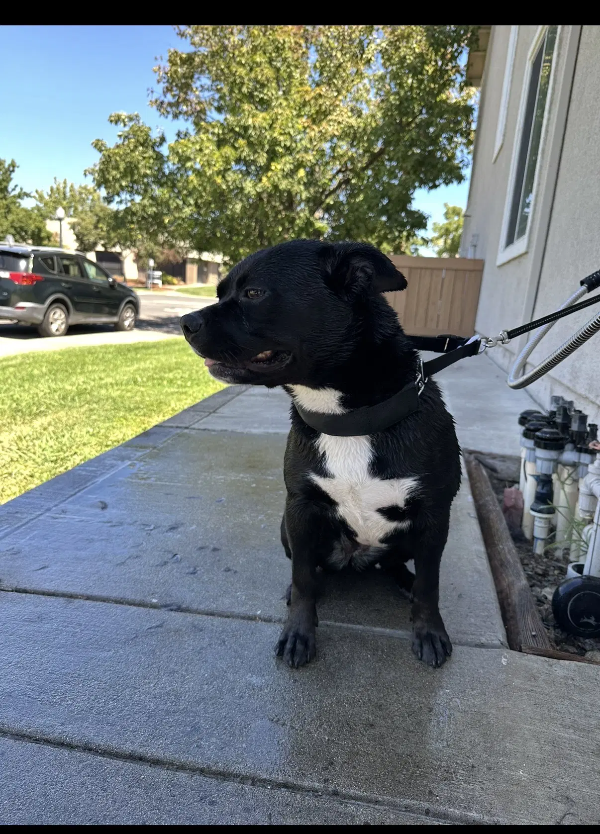 Kiki image 2