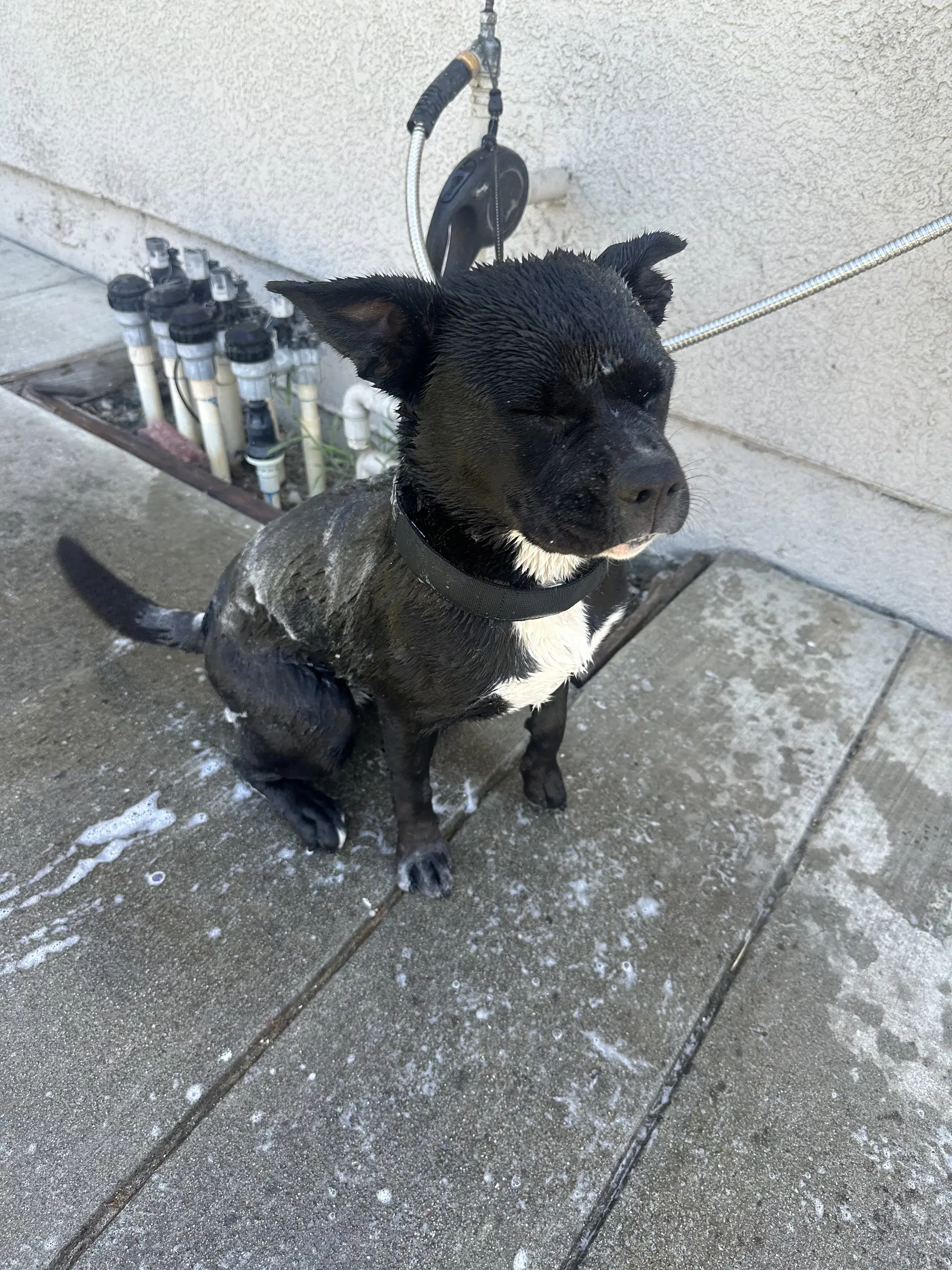 Kiki image 3