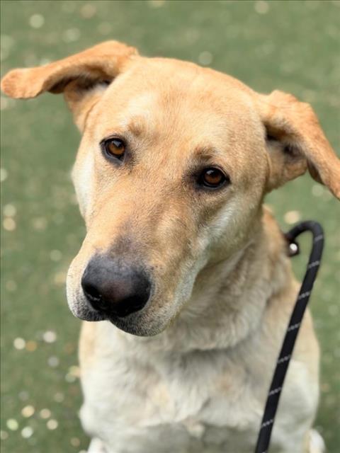 *HIGHLIGHTER, an adoptable Labrador Retriever in Woodland, CA