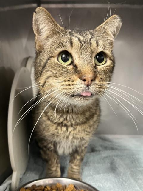 *LINUS, an adoptable Domestic Short Hair in Woodland, CA