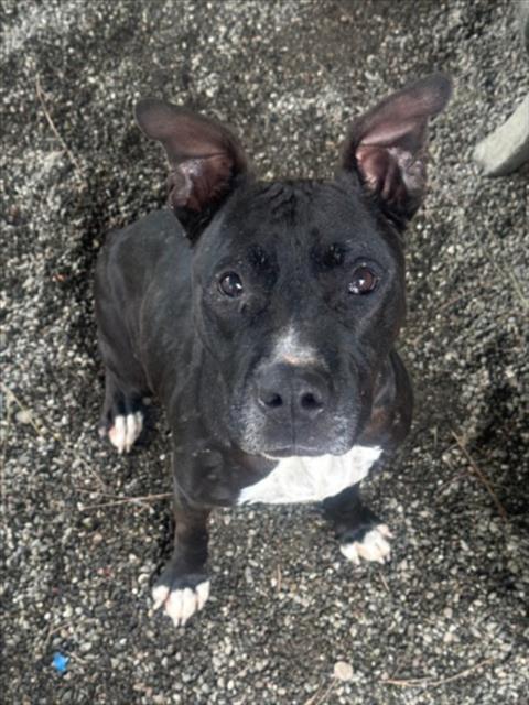 PRINCESS, an adoptable Staffordshire Bull Terrier in Woodland, CA