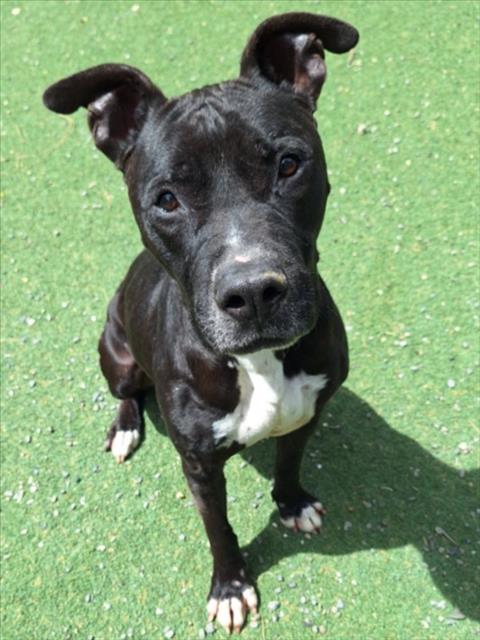 PRINCESS, an adoptable Staffordshire Bull Terrier in Woodland, CA