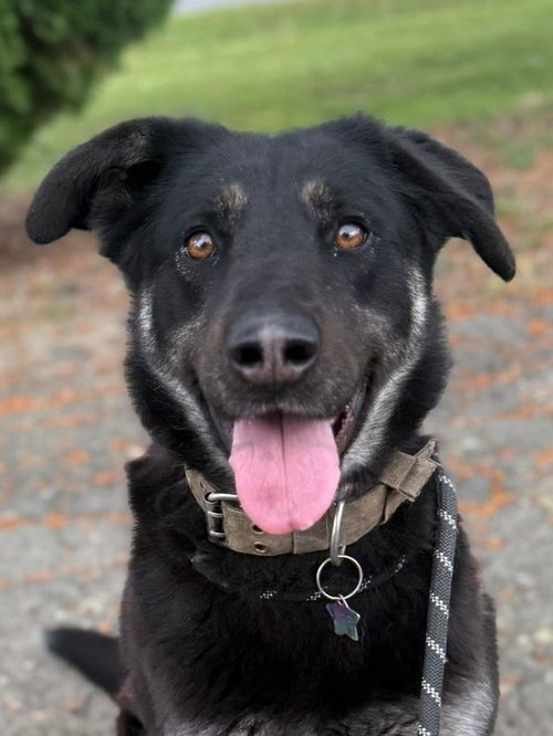 VEGAS, an adoptable German Shepherd Dog in Woodland, CA