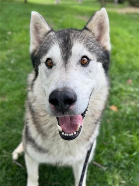*NASH, an adoptable Siberian Husky in Woodland, CA