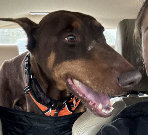 *STAMP, an adoptable Doberman Pinscher in Woodland, CA