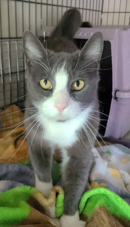 Amy, Adult Domestic Short Hair (short coat), cat for adoption in Citrus Heights, California