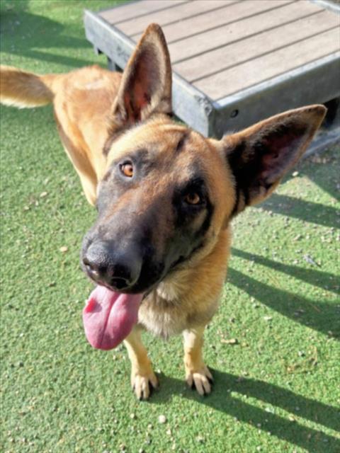 OREJON, an adoptable German Shepherd Dog in Woodland, CA