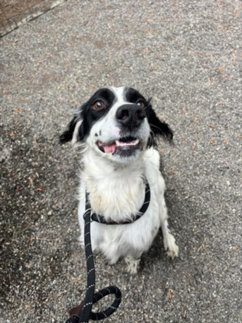 *PAPERCLIP, an adoptable English Springer Spaniel in Woodland, CA