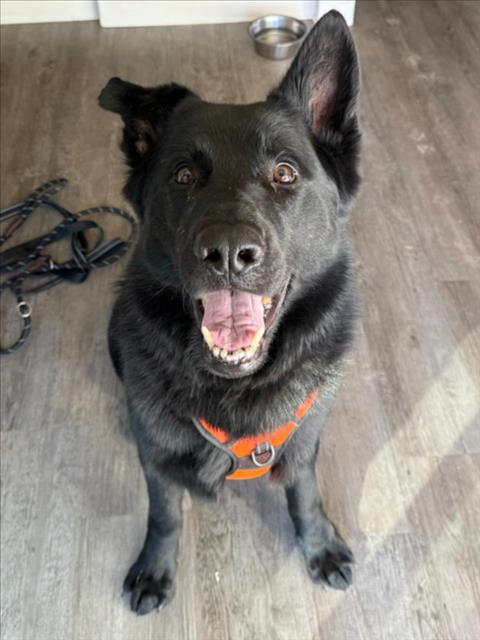 OJ, an adoptable German Shepherd Dog in Woodland, CA