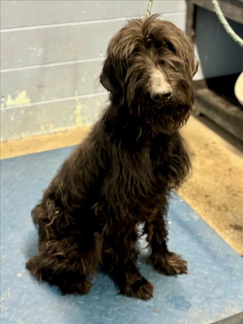 THOR, an adoptable Schnauzer in Woodland, CA