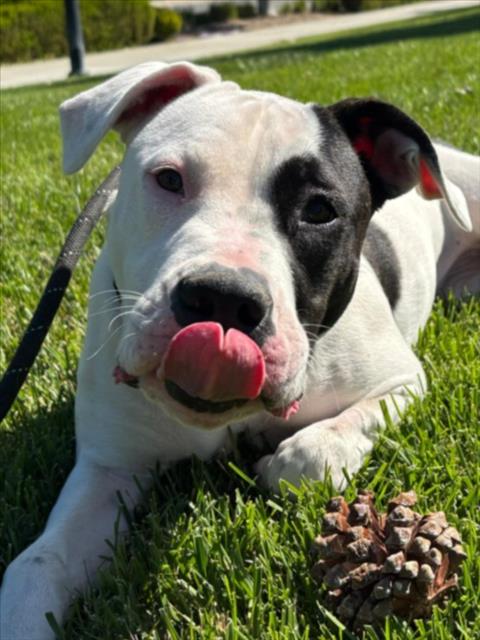 *MANGO, an adoptable Pit Bull Terrier in Woodland, CA