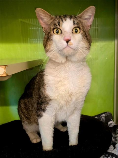 *HUMPHREY, Young Domestic Short Hair (medium coat), cat for adoption in Citrus Heights, California