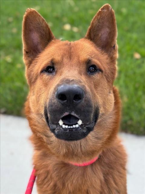 *TODD, an adoptable Jindo in Woodland, CA