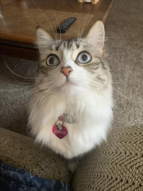 PERSEPHONE, Adult Siamese / Domestic Long Hair / Mixed (medium coat), cat for adoption in Citrus Heights, California