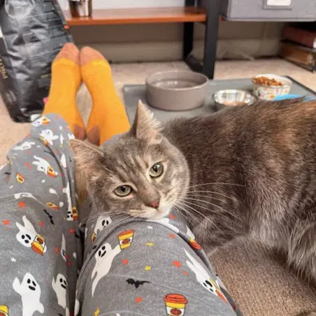 Daisy - Domestic Short Hair