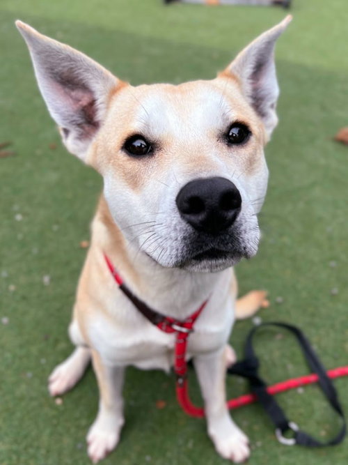 *CIDER, an adoptable Siberian Husky in Woodland, CA