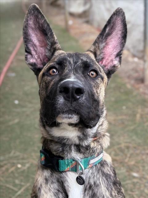 *BLACKBIRD, an adoptable Dutch Shepherd in Woodland, CA