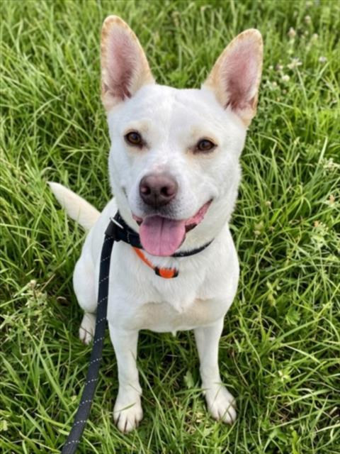BABYGIRL, an adoptable Cardigan Welsh Corgi in Woodland, CA