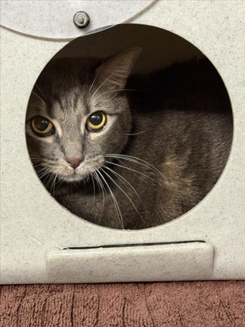 APPIE, Senior Domestic Short Hair (medium coat), cat for adoption in Citrus Heights, California