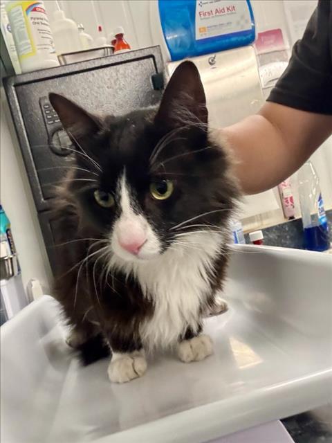 MR. FLUFFS, Adult Domestic Medium Hair (medium coat), cat for adoption in Citrus Heights, California