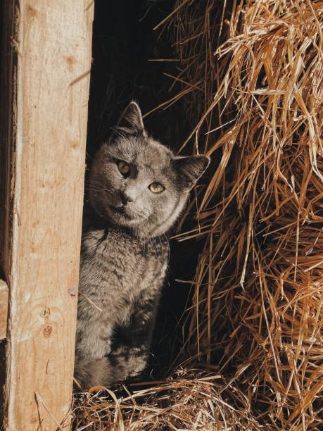 BARN CATS, Domestic Short Hair (short coat), cat for adoption in Oakley, California