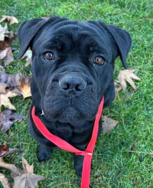 *PJ AKA PEARL, an adoptable Cane Corso Mastiff in Woodland, CA